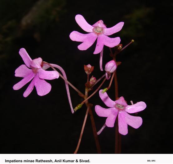 Impatiens minae Ratheesh, Anil Kumar & Sivad